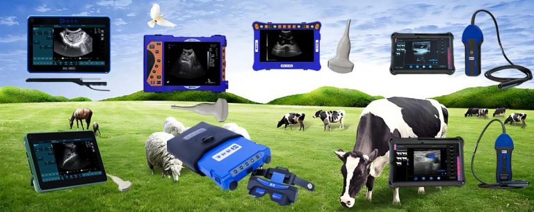 BXL-Veterinary ultrasound