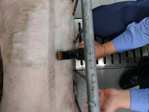 BXL-DZ20 Determination of pig backfat thickness and loin area