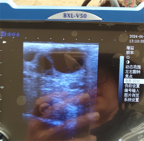 Revolutionizing Veterinary Diagnostics with Ultrasound