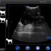 BXL-S201 portable doppler veterinary ultrasound machine
