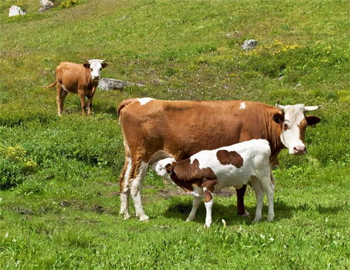 dairy cow How to Use Ultrasound Instruments to Increase Milk Production in Cows