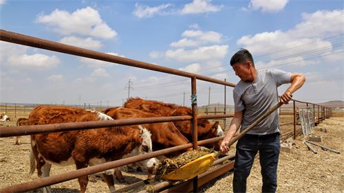 Bovine Ultrasound for Early Detection of Reproductive Disorders