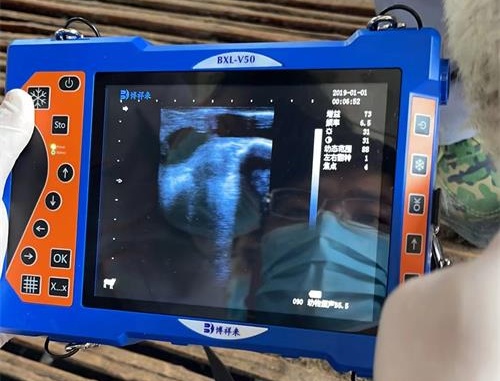 How to Become a Certified Veterinary Ultrasound Technician