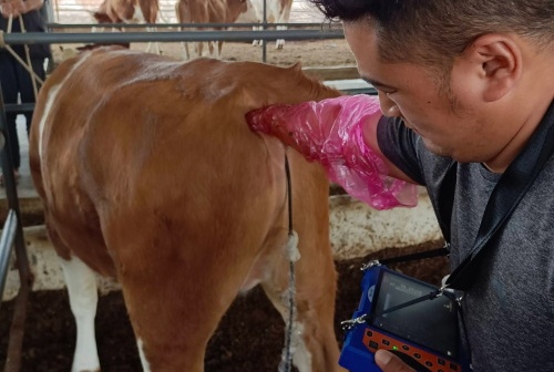 What is a Transvaginal Ultrasound for Cows?