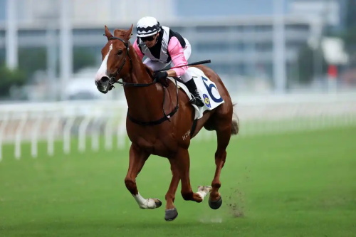 How Is Ultrasound Used for Horses?