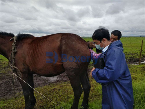 What Does an Ultrasound Vet Tech Do