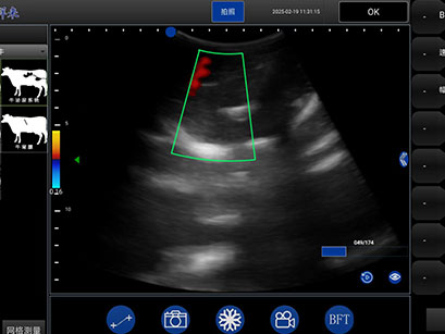Ultrasound image of dairy cow How to Use Ultrasound Instruments to Increase Milk Production in Cows