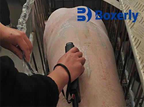 What is the importance of Backfat thickness to reproductive performance in female pigs?