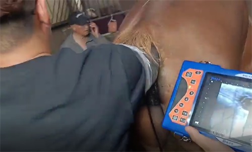 Equine pregnancy ultrasound Can a Horse Have a Negative Ultrasound and Still Be Pregnant