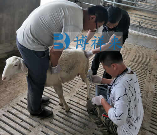 Two feet clamp the sheep Methods for Restraining Ewes During Ultrasound Examinations