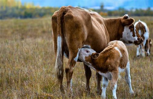 COW Reasons Why Cows Experience Prolonged Open Periods