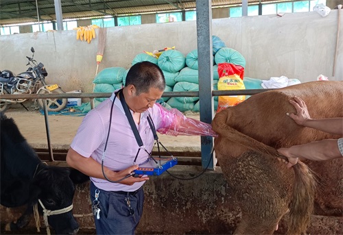Ultrasound examination of cattle How Much Does a Veterinary Ultrasound Machine Cost?