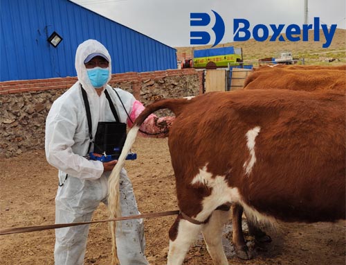 Optimizing Ovum Pick-Up Protocols for Enhanced Embryo Production in Livestock