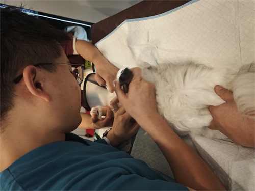 A Day in the Life of an Ultrasound Vet Tech
