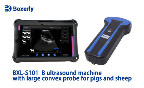 BXL-S101 Methods for Restraining Ewes During Ultrasound Examinations