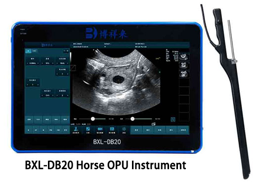 BXL-DB20 Horse OPU Instrument Can a Horse Have a Negative Ultrasound and Still Be Pregnant