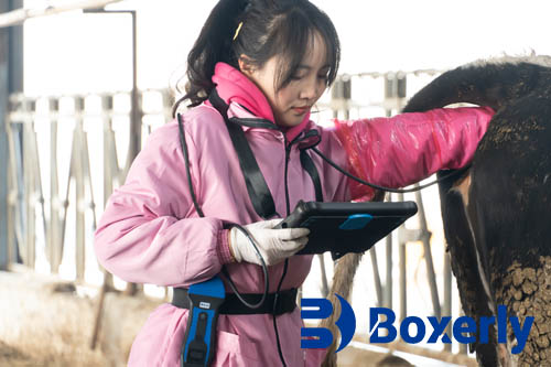 cattle ultrasound Can a Cattle Ultrasound Work for Detecting Pregnancy in Sows If You Switch the Probe?