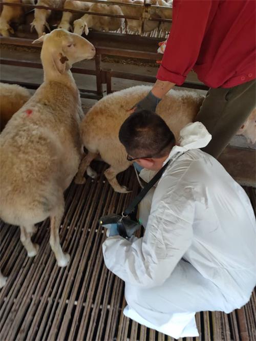 From Cattle to Goats: Versatile Use of Portable Ultrasound Devices