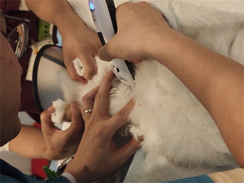 A Day in the Life of an Ultrasound Vet Tech