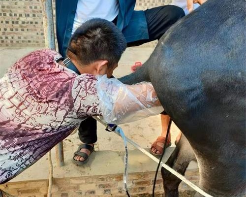 How to Choose the Best Portable Livestock Ultrasound