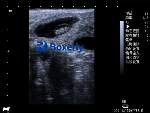 A Beginner’s Guide to Understanding Vet Ultrasound Procedures