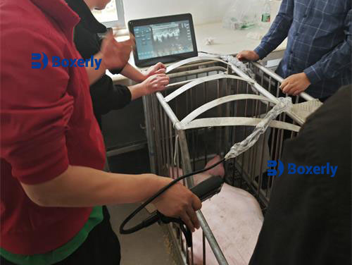 sow ultrasound Can a Cattle Ultrasound Work for Detecting Pregnancy in Sows If You Switch the Probe?
