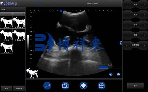 Ultrasound image of ewe Methods for Restraining Ewes During Ultrasound Examinations