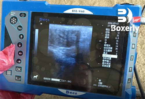 didn’t get pregnant Can a Horse Have a Negative Ultrasound and Still Be Pregnant