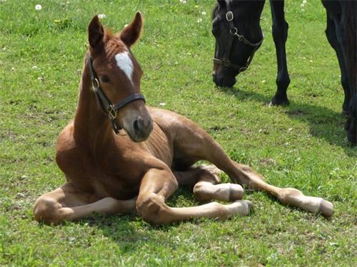 How to Maximize Pregnancy Rates in Mares Using AI