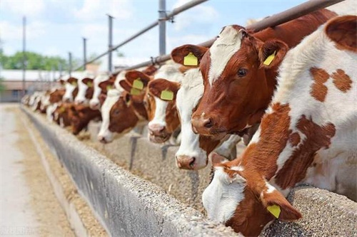 Will Ultrasound Examinations Be Less Effective If the Pregnant Cow Is Overweight?