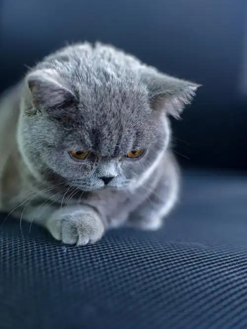 How Long Does an Average Ultrasound Take at a Clinic on Cats?