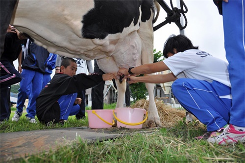 Six Key Strategies to Boost Dairy Cow Milk Production Effectively