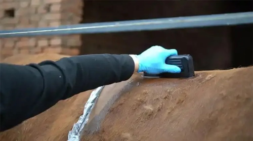What Is the Ideal Backfat Thickness in Cattle?