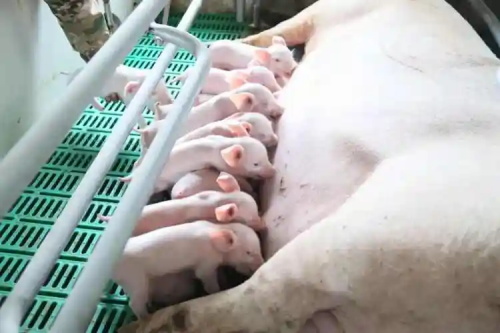 Ultrasound Technology Enhancing Boar and Lactating Sow Feeding Strategies