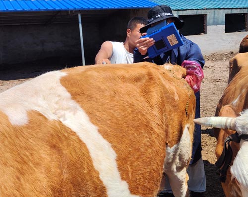 Will Ultrasound Examinations Be Less Effective If the Pregnant Cow Is Overweight?