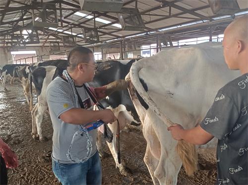 How Do You Test for Pregnancy in Beef Cattle?