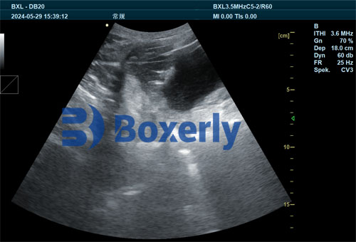 Evaluating Reproductive Capacity in Gilts with Ultrasonography