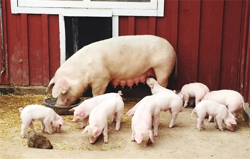Evaluating Reproductive Capacity in Gilts with Ultrasonography