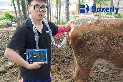 Precision Health: Ultrasound Techniques for Popular Beef Cattle Breeds