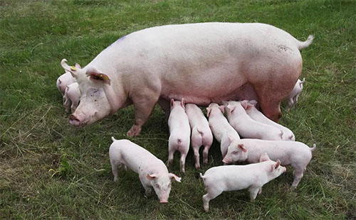 Influence of Birth Weight on Gilt Development Detected by Swine Pregnancy Ultrasound