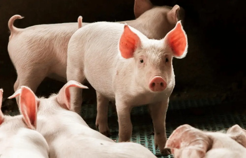 Ultrasonographic Examination and Restraint Techniques for the Pig Liver