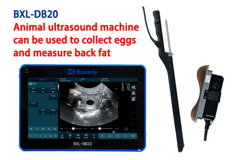 BXL-DB20 Animal Oocyte Retrieval and Backfat Measurement Advancing Reproduction: A Step-by-Step Guide to Ovum Pick Up in Cattle