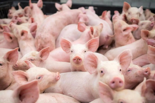Veterinary Ultrasound in Boar Management