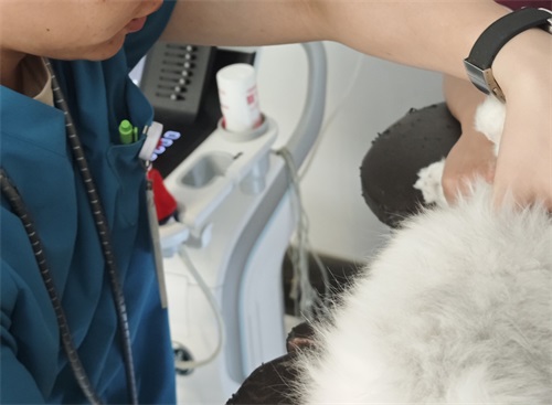 How Long Does an Average Ultrasound Take at a Clinic on Cats?