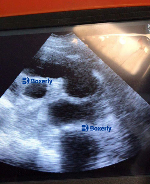 How Vet Ultrasound Helps Detect Hidden Health Issues