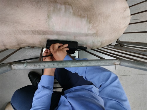 How to Measure The Backfat on Sows