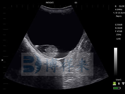 Mare pregnancy lasts 67 days How to Take Care of a Pregnant Mare?