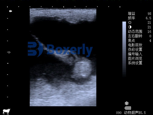 How to Adjust Veterinary Ultrasound Images for Optimal Results