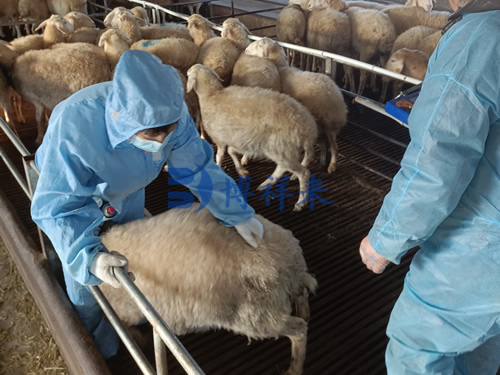 Ultrasound Pregnancy Tools Assisting Seasonal Breeding Synchronization in Sheep