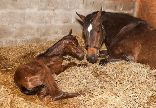 Postpartum Recovery Trends in Horses Previously Pregnant with Twins